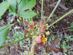 Godmania aesculifolia