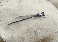 Argia moesta
