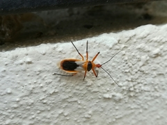 Castolus plagiaticollis