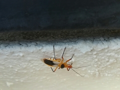 Castolus plagiaticollis