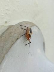 Castolus plagiaticollis