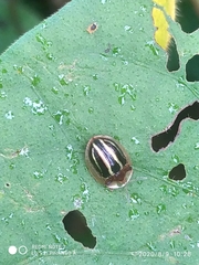 Agroiconota propinqua