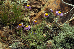 Erigeron algidus
