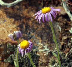 Erigeron algidus