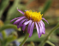 Erigeron algidus