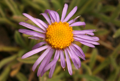 Erigeron algidus
