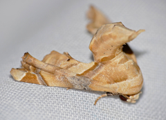 Eutelia callichroma