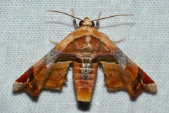 Eutelia callichroma