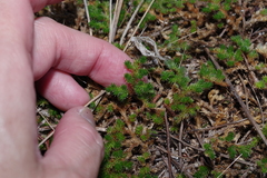 Selaginella peruviana