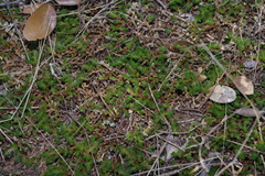 Selaginella peruviana