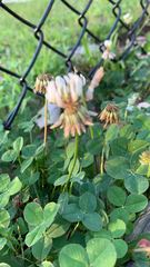 Trifolium repens