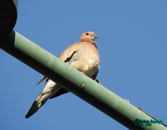 Streptopelia senegalensis