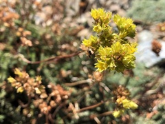 Ivesia gordonii