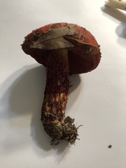 Exsudoporus