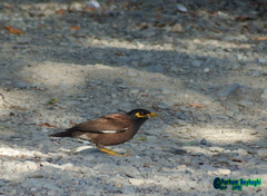 Acridotheres tristis