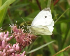 Pieris rapae