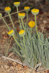 Erigeron aphanactis aphanactis