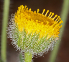 Erigeron aphanactis aphanactis