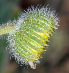 Erigeron aphanactis aphanactis