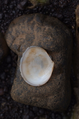 Serratina capsoides