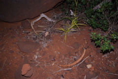 Araucaria rulei