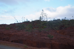 Araucaria rulei