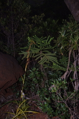 Araucaria rulei