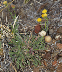 Erigeron aphanactis aphanactis