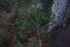 Araucaria rulei