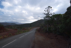 Araucaria rulei