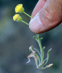 Erigeron aphanactis aphanactis