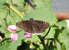 Erynnis tristis tatius