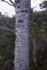 Araucaria rulei