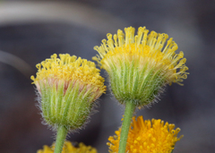 Erigeron aphanactis aphanactis