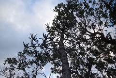 Araucaria rulei