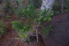 Araucaria rulei
