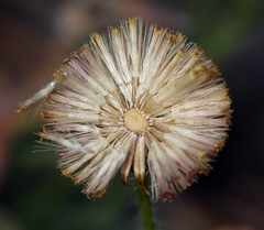 Erigeron aphanactis aphanactis