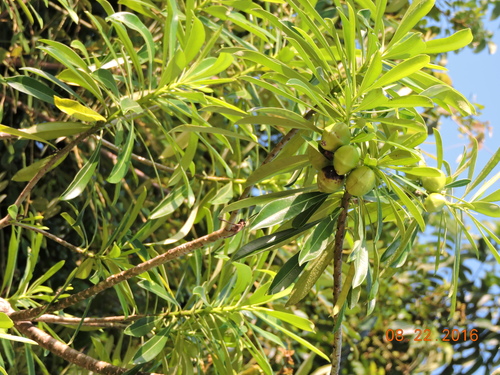 Cascabela gaumeri