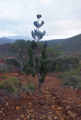 Araucaria rulei
