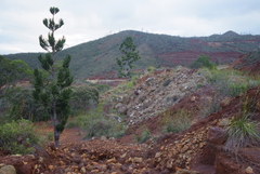 Araucaria rulei