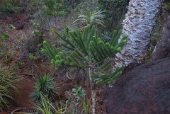 Araucaria rulei