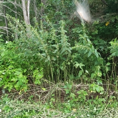 Urtica dioica dioica