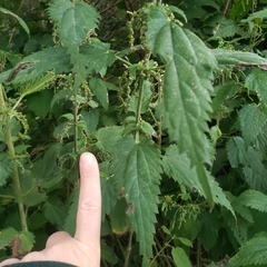 Urtica dioica dioica
