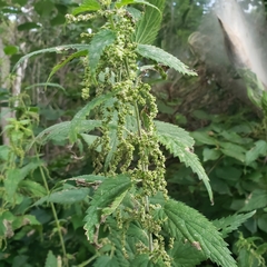 Urtica dioica dioica