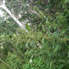 Urtica dioica dioica