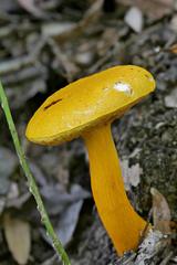 Aureoboletus auriflammeus