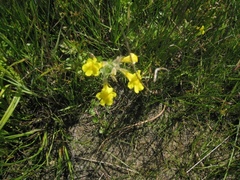 Erythranthe michiganensis