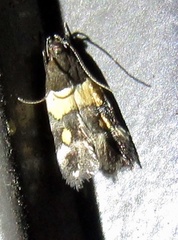 Triclonella determinatella