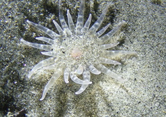 Harenactis attenuata