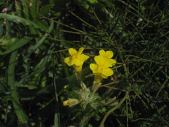 Erythranthe michiganensis